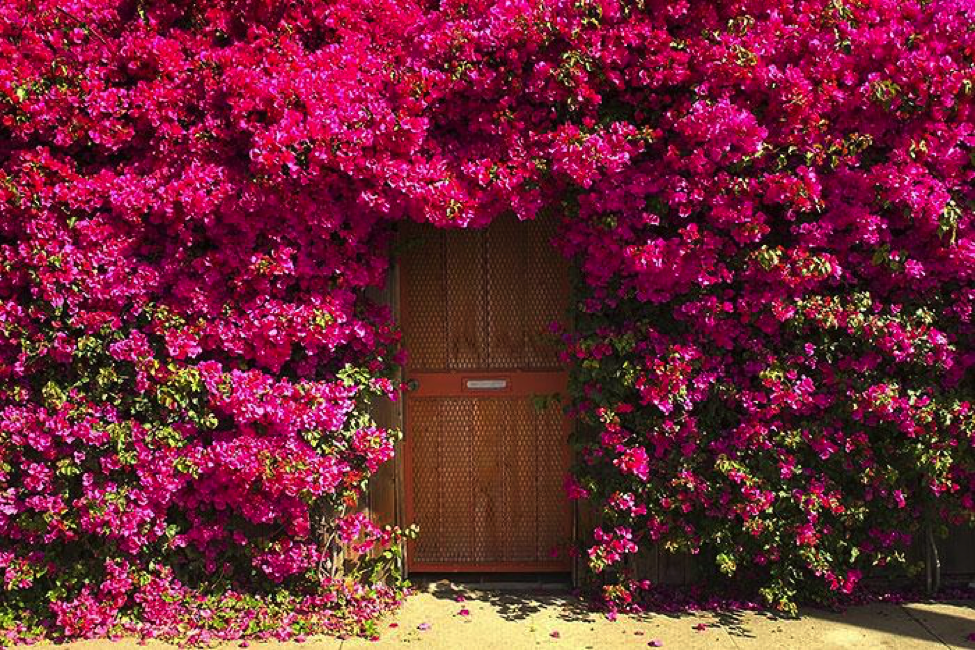 garden door